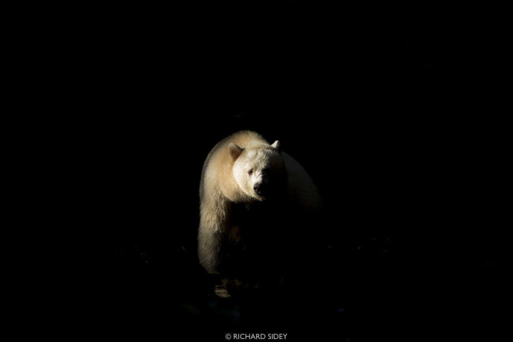 Deep in Canada's Great Bear Rainforest, a Spirit Bear steps into a single ray of light that evades the dense canopy overhead. The bear's white fur catches the light, illuminating the bear in an otherwise dark setting, and depicts the name given to the white bear by the local Gitga'at First Nation - Moksgm'ol (Ghost Bear).