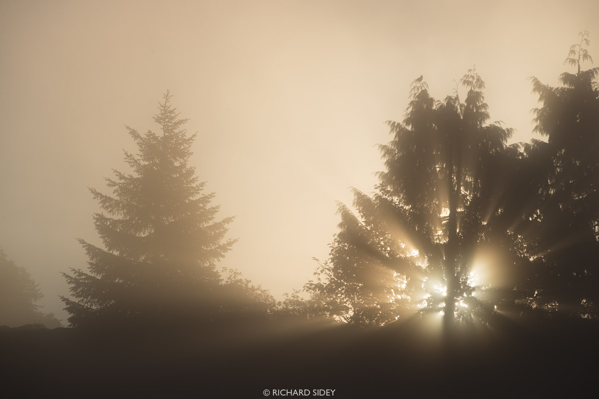 Ghosts of the Forest