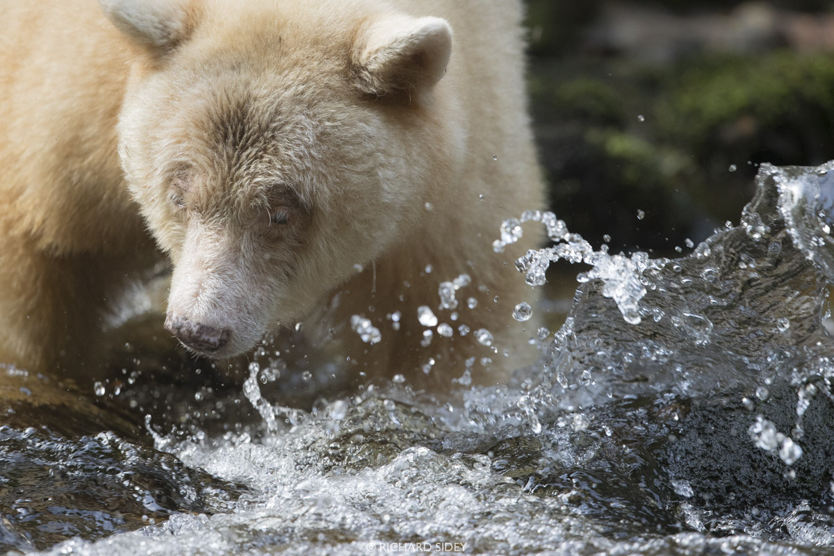Spirit Bear Ma'a fishing