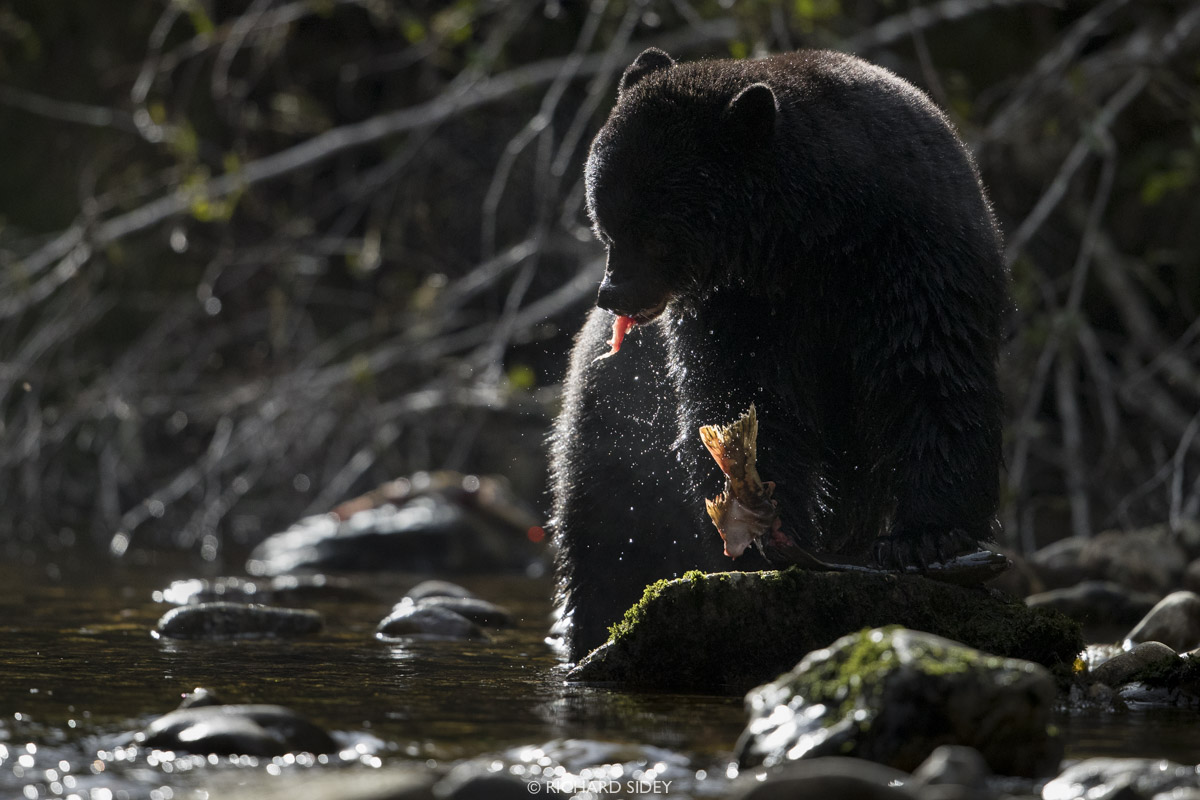 Black Bear eating Salmon