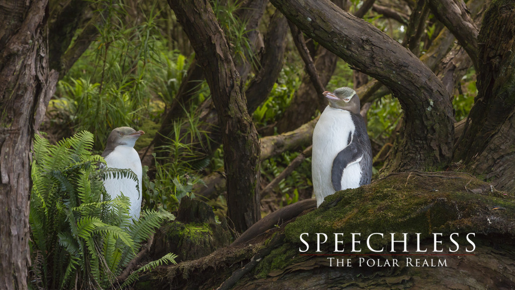 Yellow-eyed Penguins in Rata Forest