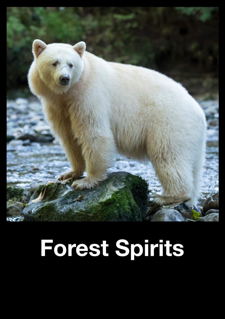 Forest Spirits - A photo story by Richard Sidey